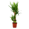 Yucca - Palmlelie - P19 H90 - Kamerplant -Plantenboeket Winkel yucca palmlelie p19 h90 4