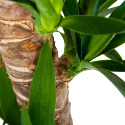 Yucca - Palmlelie - P19 H90 - Kamerplant -Plantenboeket Winkel yucca palmlelie p19 h90 6