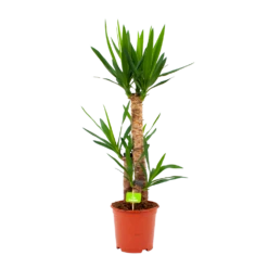 Yucca - Palmlelie - P21 H100 - Kamerplant