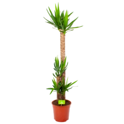 Yucca - Palmlelie - P27 H170 - Kamerplant