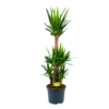 Yucca - Palmlelie - P29 H150 - Kamerplant 2 Yucca - Palmlelie - P29 H150 - Kamerplant -Plantenboeket Winkel yucca palmlelie p29 h150 1 2