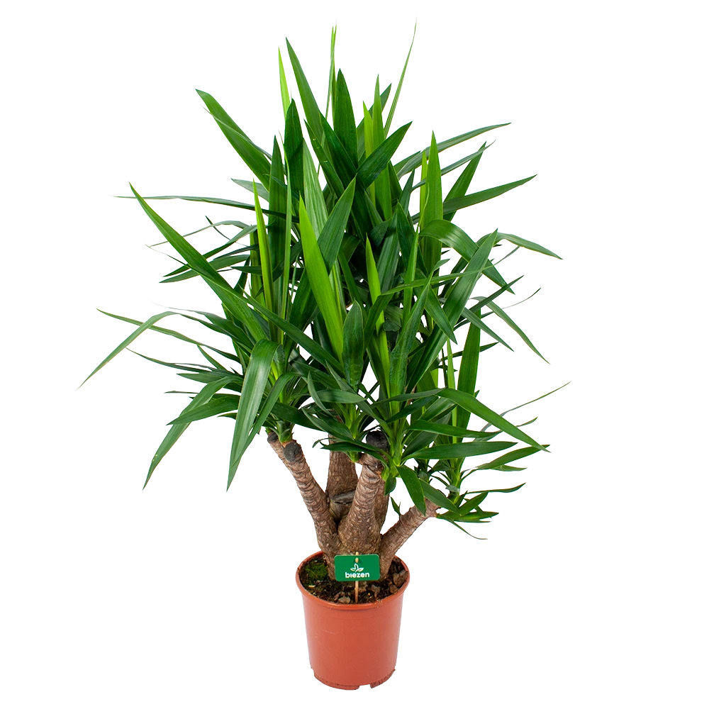 Yucca - Vertakt - Palmlelie - P24 H100 - Kamerplant 3 Yucca - Vertakt - Palmlelie - P24 H100 - Kamerplant