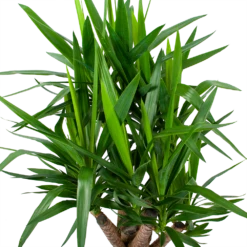 Yucca - Vertakt - Palmlelie - P24 H100 - Kamerplant 8 Yucca - Vertakt - Palmlelie - P24 H100 - Kamerplant -Plantenboeket Winkel yucca vertakt palmlelie p24 h100 6 1