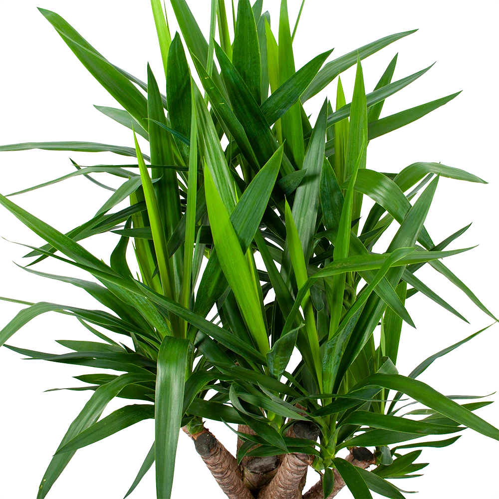 Yucca - Vertakt - Palmlelie - P24 H100 - Kamerplant 5 Yucca - Vertakt - Palmlelie - P24 H100 - Kamerplant - Afbeelding 3