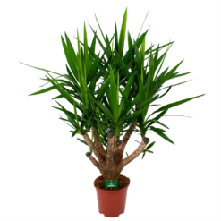 Yucca - Vertakt - Palmlelie - P27 H110 - Kamerplant