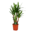 Yucca - Vertakt - Palmlelie - P30 H130 - Kamerplant -Plantenboeket Winkel yucca vertakt palmlelie p30 h130 kamerplant 1