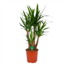 Yucca - Vertakt - Palmlelie - P30 H130 - Kamerplant