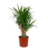 Yucca - Vertakt - Palmlelie - P34 H140 - Kamerplant -Plantenboeket Winkel yucca vertakt palmlelie p34 h140 kamerplant 1