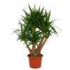Yucca - Vertakt - Palmlelie - P45 H170 - Kamerplant -Plantenboeket Winkel yucca vertakt palmlelie p45 h170 kamerplant 1
