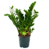 Zamioculcas Zamiifolia - Emerald Palm - P19 H70 - Kamerplant -Plantenboeket Winkel zamioculcas zamiifolia emerald palm p19 h70 1 3