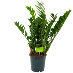 Zamioculcas Zamiifolia - Emerald Palm - P21 H80 - Kamerplant