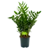 Zamioculcas Zamiifolia - Emerald Palm - P24 H90 - Kamerplant -Plantenboeket Winkel zamioculcas zamiifolia emerald palm p24 h90 4